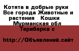 Котята в добрые руки - Все города Животные и растения » Кошки   . Мурманская обл.,Териберка с.